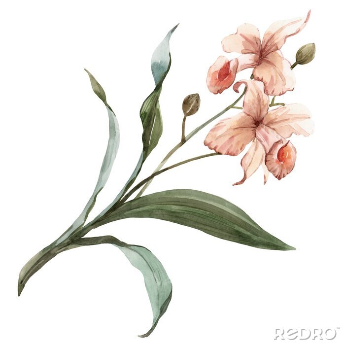 Fotobehang Orchidee bloemen en knoppen op een takje