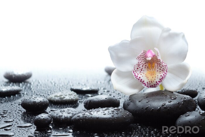 Fotobehang Orchidee en natte stenen