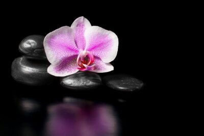 Orchidee en stenen op een zwarte achtergrond