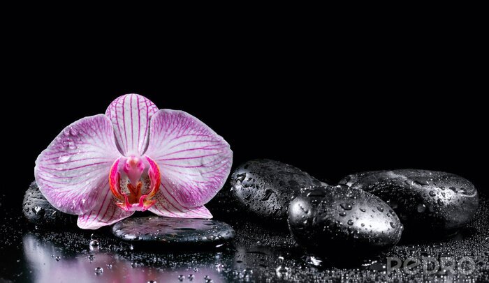 Fotobehang Orchidee en waterdruppels op stenen