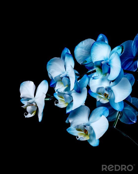 Fotobehang Orchidee in blauw