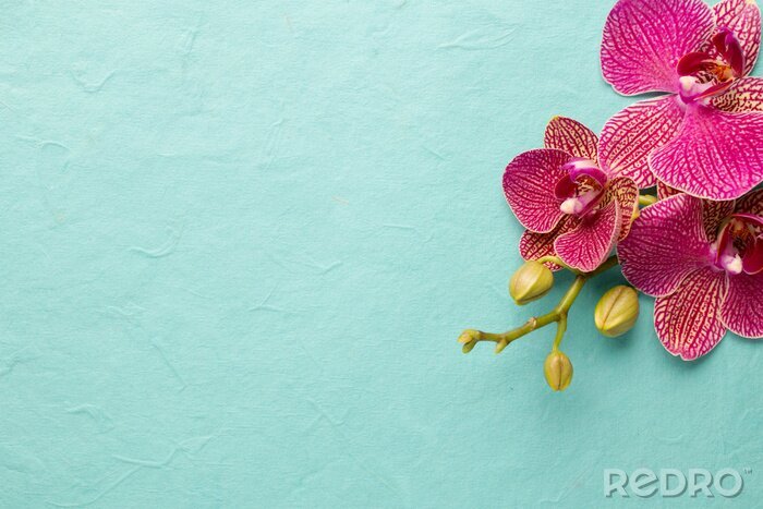Fotobehang Orchidee op blauwe achtergrond