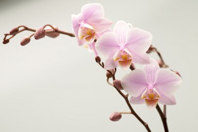 Fotobehang Orchidee op een melkwitte achtergrond