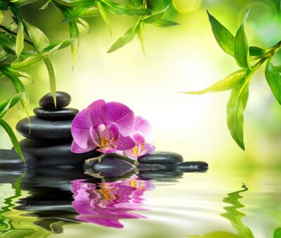 Fotobehang Orchidee stenen en groene planten