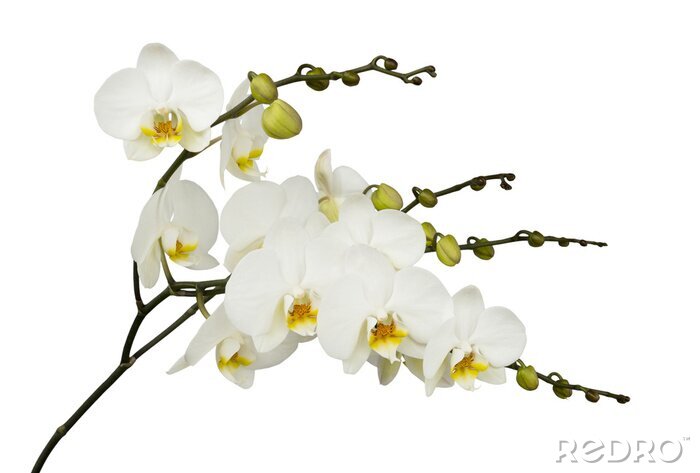 Fotobehang Orchidee wit op een lichte achtergrond