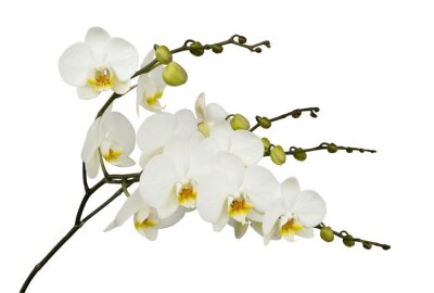 Fotobehang Orchidee wit op een lichte achtergrond