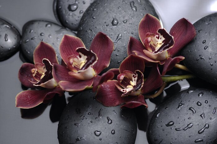 Fotobehang Orchideeën in pastelkleuren tegen een achtergrond van stenen