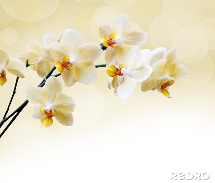 Fotobehang Orchideeën op abstracte achtergrond