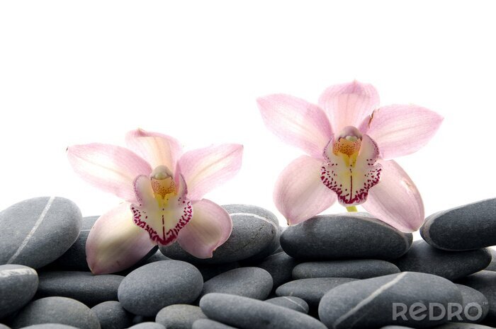 Fotobehang Orchideeën op kleine stenen