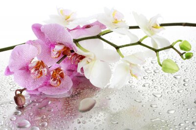 Fotobehang Orchideeën op waterdruppels