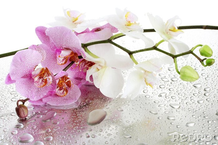 Fotobehang Orchideeën op waterdruppels