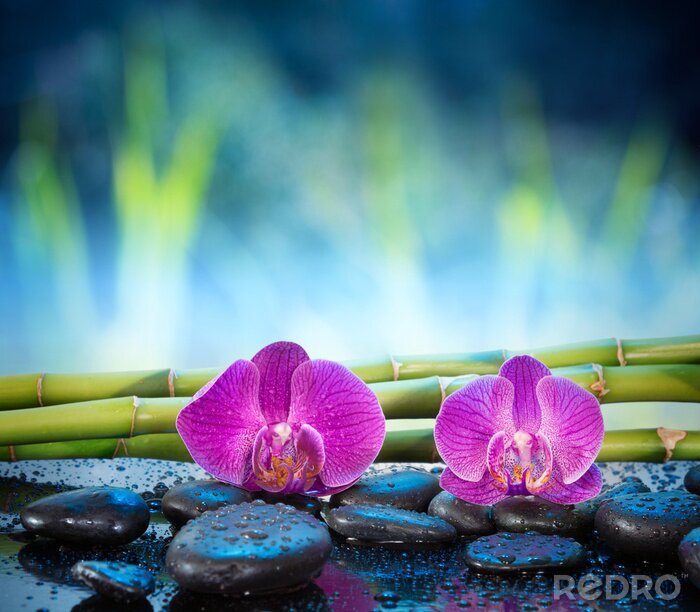 Fotobehang Orchideeën stenen en planten