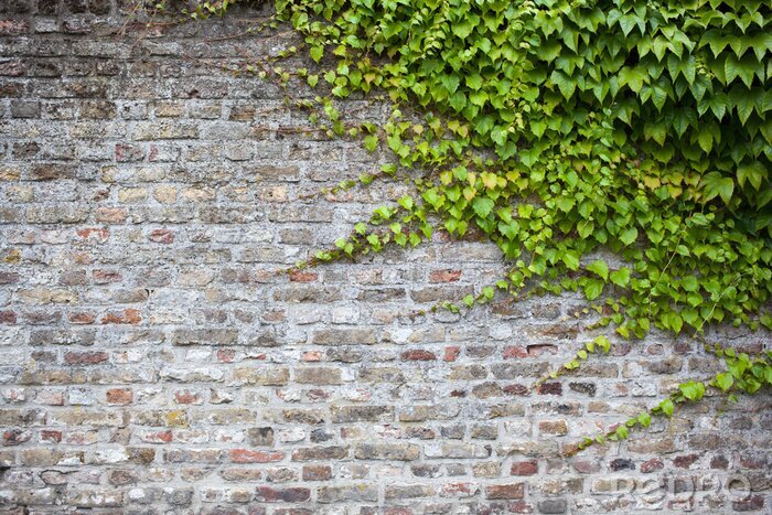 Fotobehang oude bakstenen muur met groene klimop
