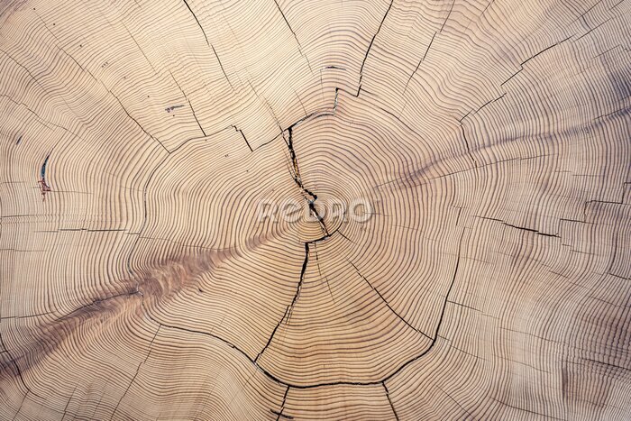 Fotobehang Oude houten stomp textuur