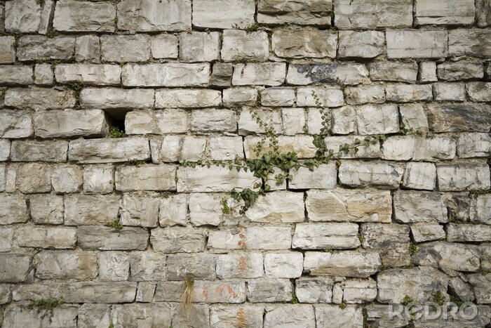 Fotobehang Oude muur met planten