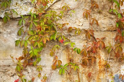 Fotobehang Oude stenen muur bedekt groene plant