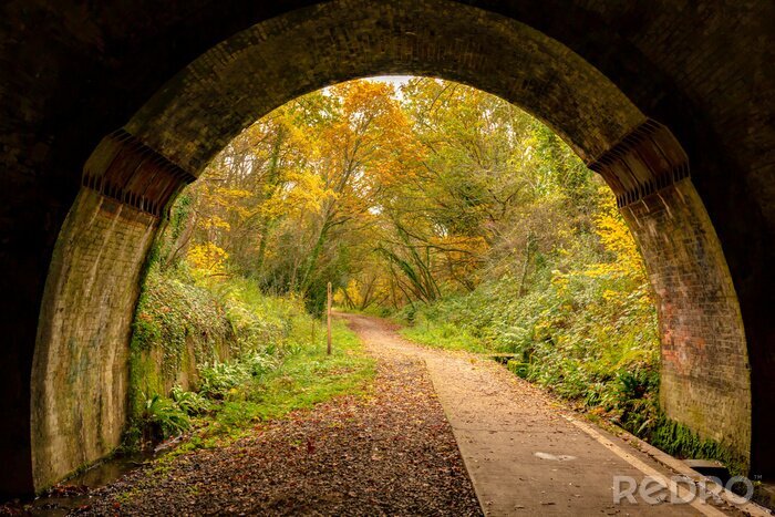 Fotobehang Oude tunnel met bos
