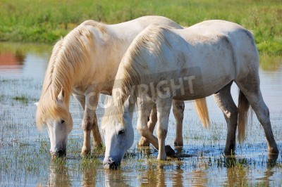 Fotobehang Paar paarden drinken water