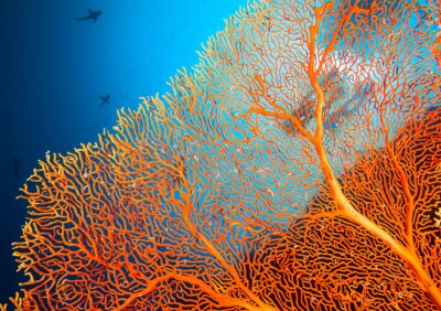 Paar van duikers op koraalrif