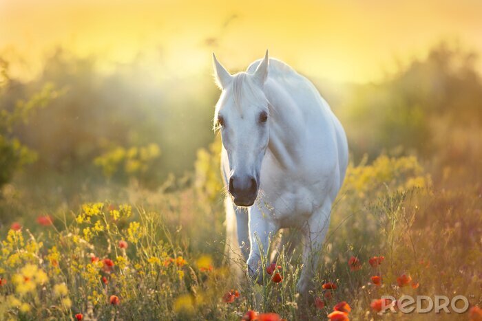 Fotobehang Paard bij zonsondergang