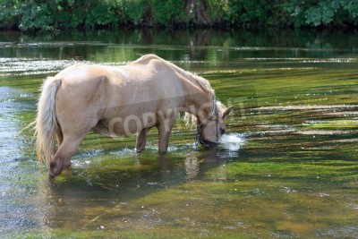 Fotobehang Paard drinkt water uit een meer