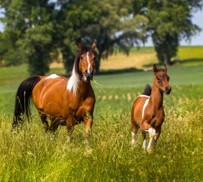 Fotobehang Paard en veulen tussen de grassen