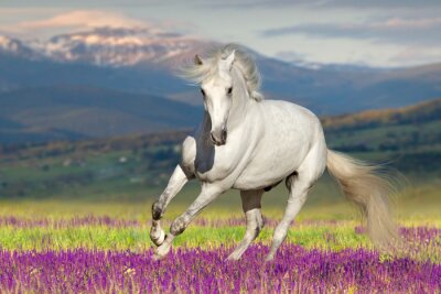 Fotobehang Paard galopperen in lavendel