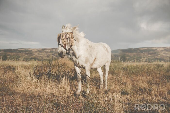 Fotobehang Paard in decoratief harnas