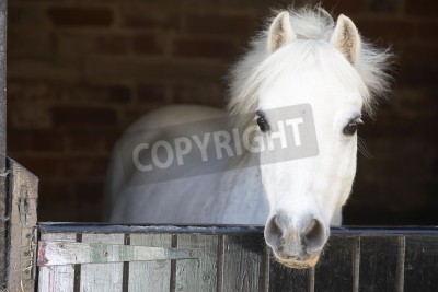 Fotobehang Paard in een stal