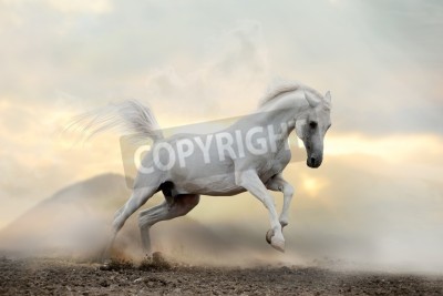 Fotobehang Paard in grijs stof