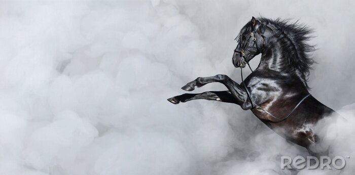 Fotobehang Paard in grijze rook