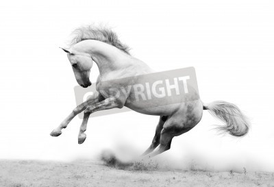 Fotobehang Paard in wit stof