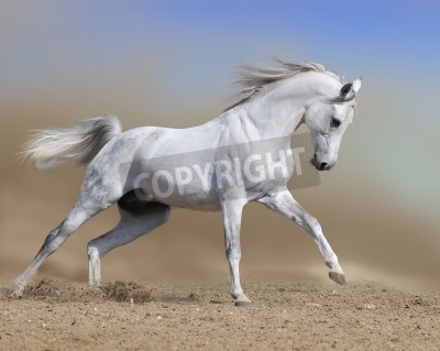 Fotobehang Paard loopt in het stof