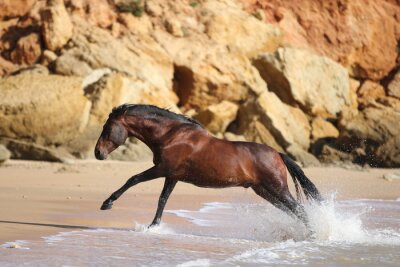 Fotobehang Paard loopt uit het water