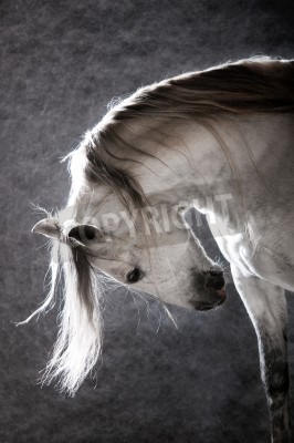 Fotobehang Paard met donkere manen