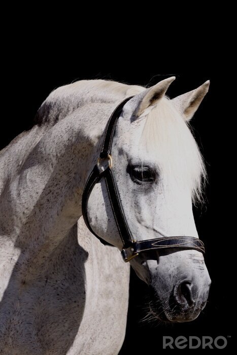 Fotobehang Paard met grijze stippen
