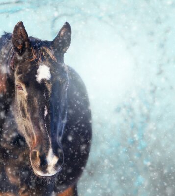 Fotobehang Paard op blauwe achtergrond