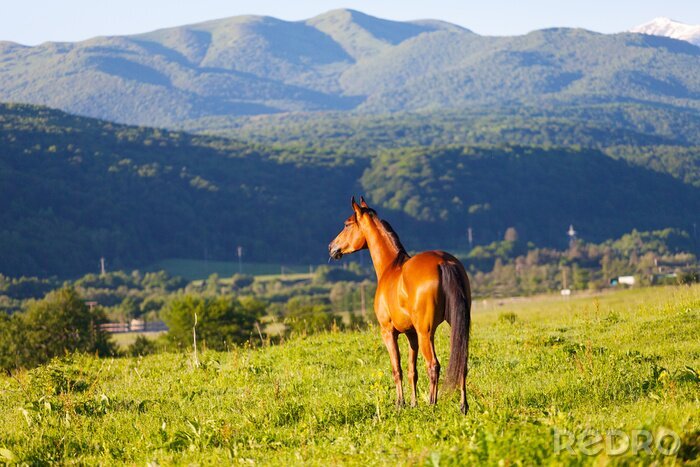 Fotobehang Paard op de achtergrond van het bergpanorama