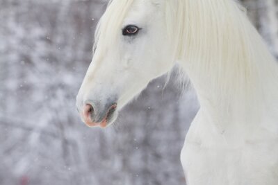 Paard op de achtergrond van vallende sneeuw
