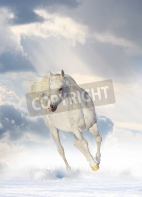 Fotobehang Paard op een achtergrond van wolken en sneeuw
