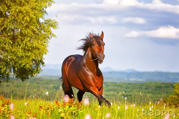 Fotobehang Paard op een bloemrijke weide