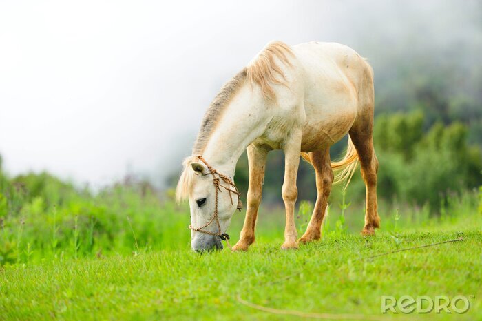 Fotobehang Paard op een mistige ochtend