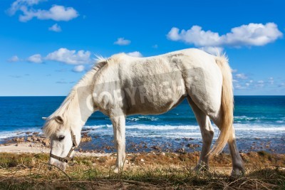 Fotobehang Paard op een strand achtergrond
