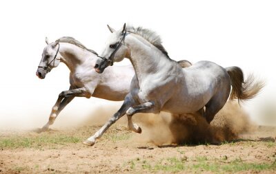 Fotobehang Paard rent over zand