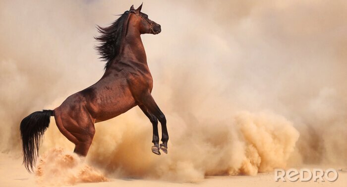 Fotobehang Paard springt in het zand
