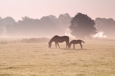 Fotobehang Paard tijdens een mistige ochtend