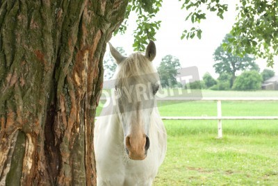 Fotobehang Paard verstopt achter een boom