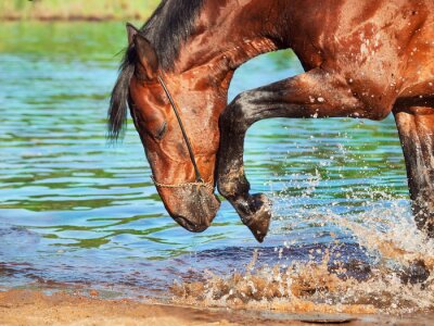 Fotobehang Paard wadend in water