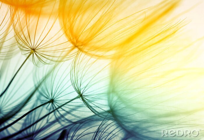 Fotobehang Paardebloem