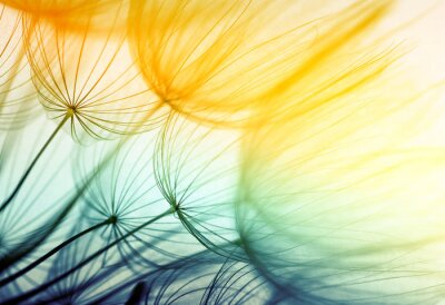 Fotobehang Paardebloem